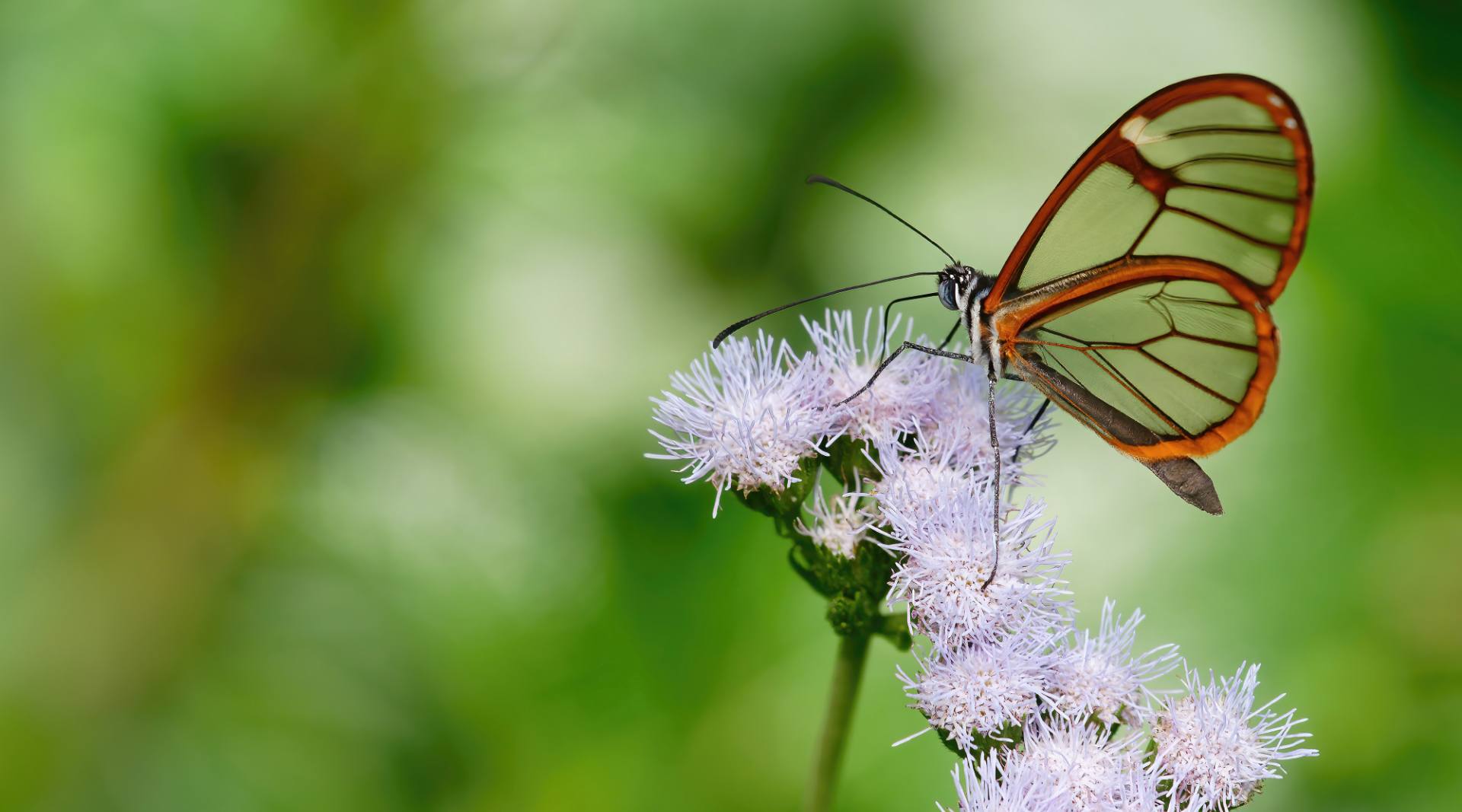 Glasflügler (greta nero)